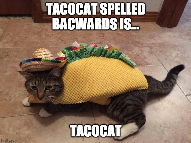 TACOCAT | TACOCAT SPELLED BACWARDS IS... TACOCAT | image tagged in memes,cats,tacos | made w/ Imgflip meme maker