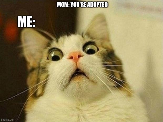 Scared Cat | MOM: YOU'RE ADOPTED; ME: | image tagged in memes,scared cat | made w/ Imgflip meme maker