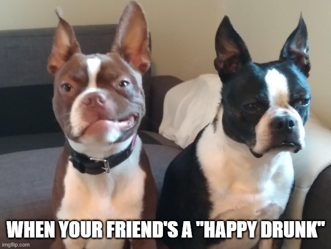 2 Bostons | WHEN YOUR FRIEND'S A "HAPPY DRUNK" | image tagged in boston terrier,2dogs,2 dogs,grumpy and happy | made w/ Imgflip meme maker