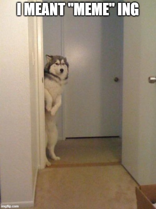 shy husky | I MEANT "MEME" ING | image tagged in shy husky | made w/ Imgflip meme maker