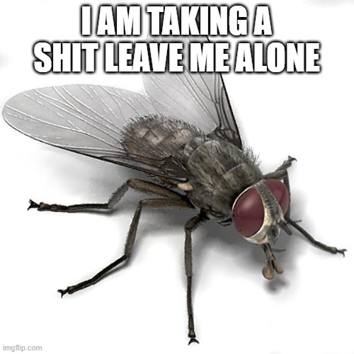 Scumbag House Fly | I AM TAKING A SHIT LEAVE ME ALONE | image tagged in scumbag house fly | made w/ Imgflip meme maker
