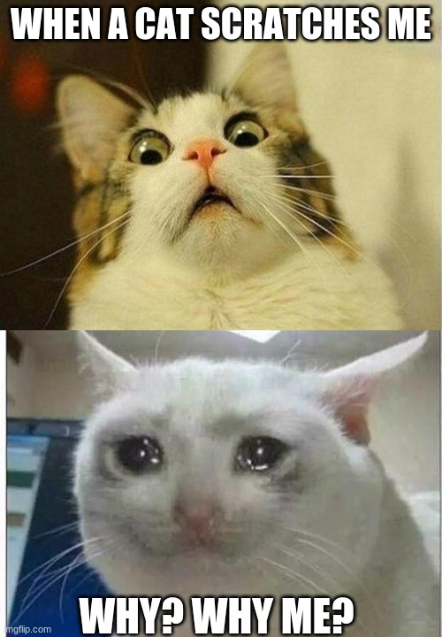 WHEN A CAT SCRATCHES ME; WHY? WHY ME? | image tagged in memes,scared cat | made w/ Imgflip meme maker