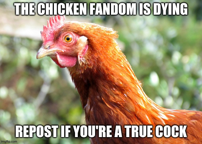 *chicken noises* | made w/ Imgflip meme maker