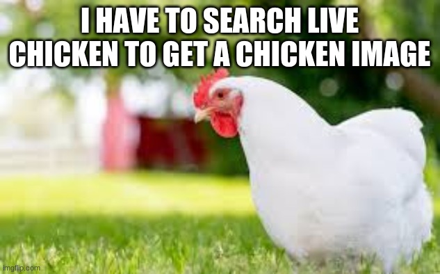I HAVE TO SEARCH LIVE CHICKEN TO GET A CHICKEN IMAGE | made w/ Imgflip meme maker