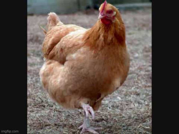 chicken | image tagged in chicken | made w/ Imgflip meme maker