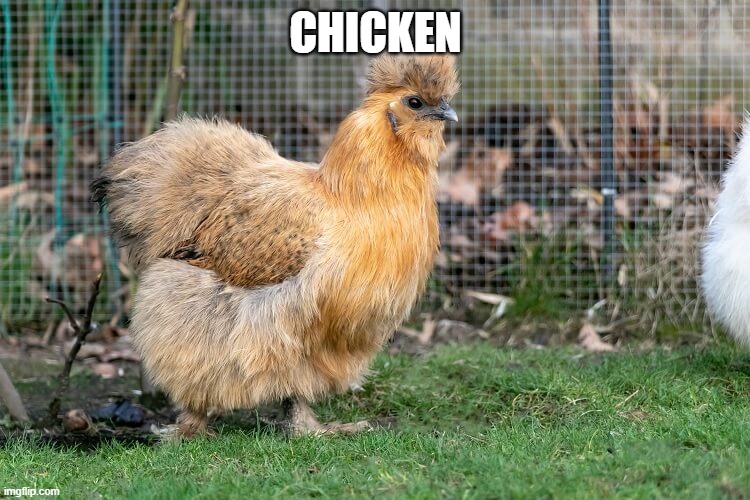 CHICKEN | made w/ Imgflip meme maker