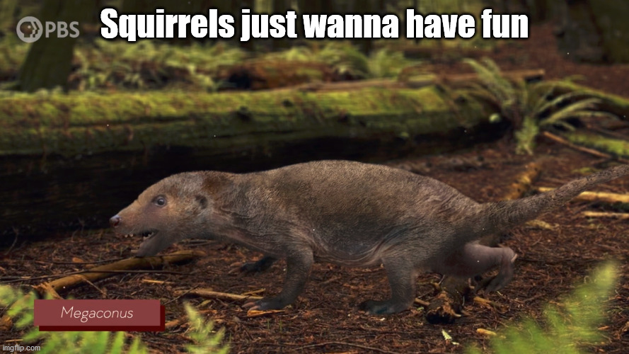 yeah, squirrels just wanna have fun. oh squirrels just wanna have fun | Squirrels just wanna have fun | image tagged in megaconus,squirrels,memes,lol | made w/ Imgflip meme maker