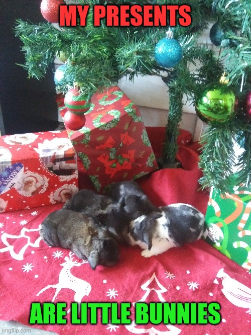 GREAT CHRISTMAS PRESENT! | MY PRESENTS; ARE LITTLE BUNNIES | image tagged in bunny,baby,rabbits,christmas tree | made w/ Imgflip meme maker