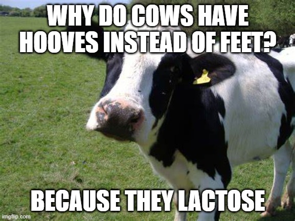 Reposted this thing | WHY DO COWS HAVE HOOVES INSTEAD OF FEET? BECAUSE THEY LACTOSE | image tagged in funny,funny memes,memes | made w/ Imgflip meme maker