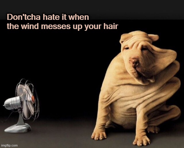 Wind Blown Pupper | Don'tcha hate it when the wind messes up your hair | image tagged in dogs,funny dogs | made w/ Imgflip meme maker