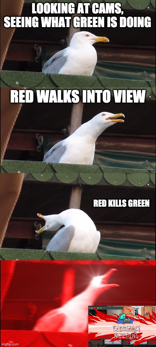 Among us seagull | LOOKING AT CAMS, SEEING WHAT GREEN IS DOING; RED WALKS INTO VIEW; RED KILLS GREEN | image tagged in memes,inhaling seagull,among us | made w/ Imgflip meme maker
