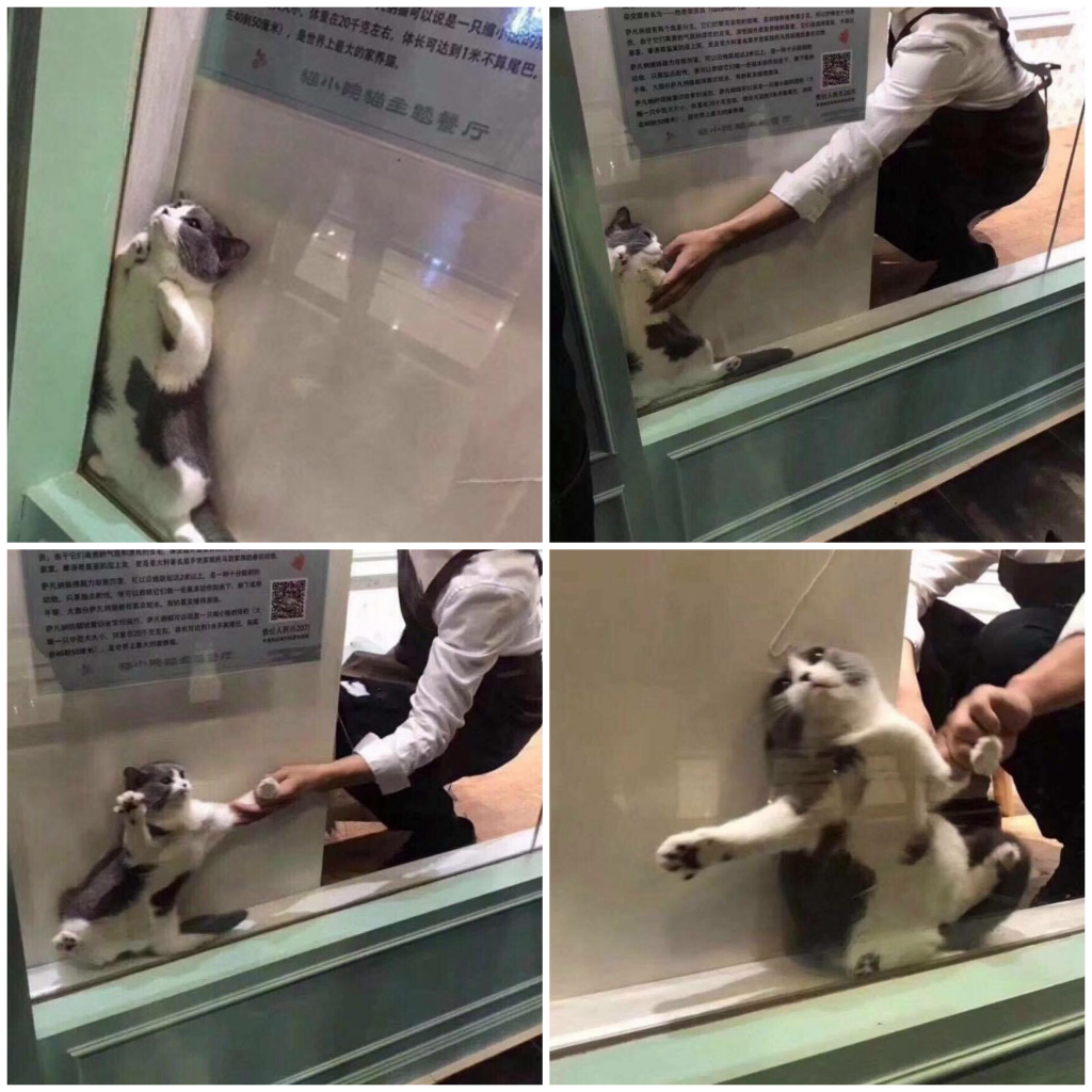 High Quality cat being dragged from window Blank Meme Template