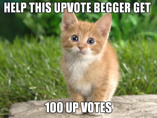 Cute cats | HELP THIS UPVOTE BEGGER GET; 100 UP VOTES | image tagged in cute cats | made w/ Imgflip meme maker