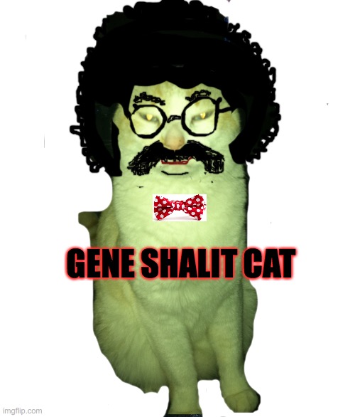 Gene Shalit Cat | GENE SHALIT CAT | image tagged in steve the cat,gene,shalit,2020,funny,shootout | made w/ Imgflip meme maker