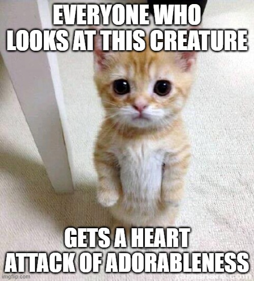CUTE | EVERYONE WHO LOOKS AT THIS CREATURE; GETS A HEART ATTACK OF ADORABLENESS | image tagged in memes,cute cat,adorable,kitten | made w/ Imgflip meme maker