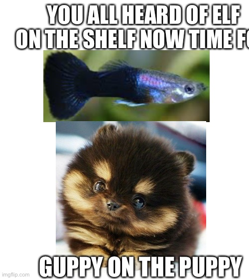 YOU ALL HEARD OF ELF ON THE SHELF NOW TIME FOR; GUPPY ON THE PUPPY | image tagged in blank white template | made w/ Imgflip meme maker