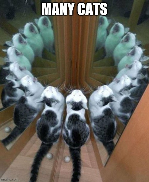Wow! That's alot! | MANY CATS | image tagged in cats,funny,mirror,cute,memes | made w/ Imgflip meme maker