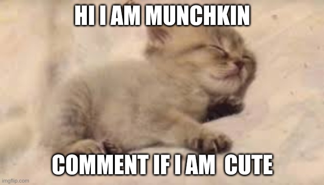 munchkin | HI I AM MUNCHKIN; COMMENT IF I AM  CUTE | image tagged in munchkin cat | made w/ Imgflip meme maker