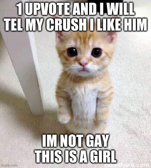 Cute Cat Meme | 1 UPVOTE AND I WILL TEL MY CRUSH I LIKE HIM; IM NOT GAY THIS IS A GIRL | image tagged in memes,cute cat | made w/ Imgflip meme maker
