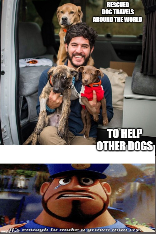 awwehhh | RESCUED DOG TRAVELS AROUND THE WORLD; TO HELP OTHER DOGS | image tagged in lol,memes,cute,oof | made w/ Imgflip meme maker