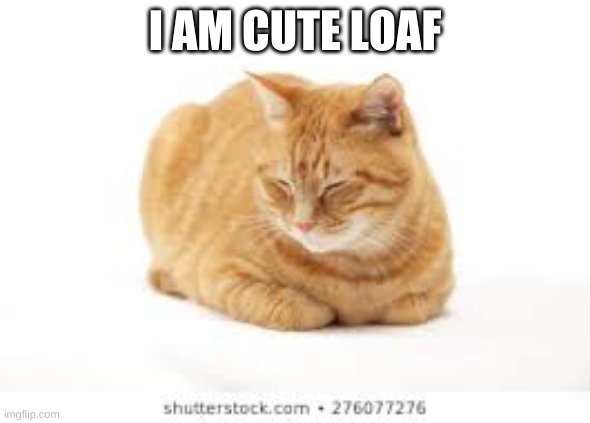 loaf cat | I AM CUTE LOAF | image tagged in cat loaf | made w/ Imgflip meme maker