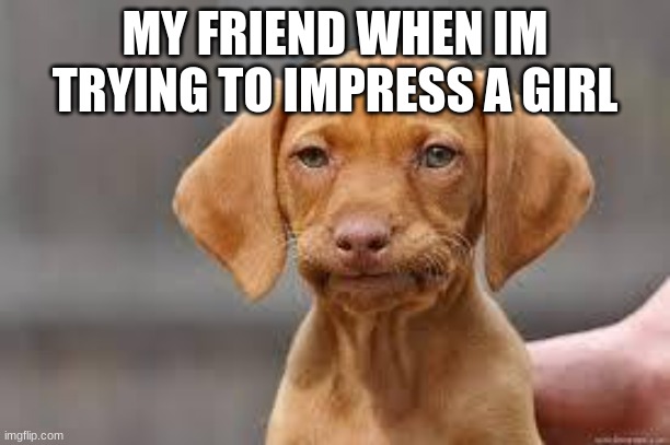 Disappointed Dog | MY FRIEND WHEN IM TRYING TO IMPRESS A GIRL | image tagged in disappointed dog | made w/ Imgflip meme maker