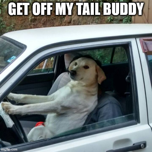 dog driving | GET OFF MY TAIL BUDDY | image tagged in dog driving | made w/ Imgflip meme maker