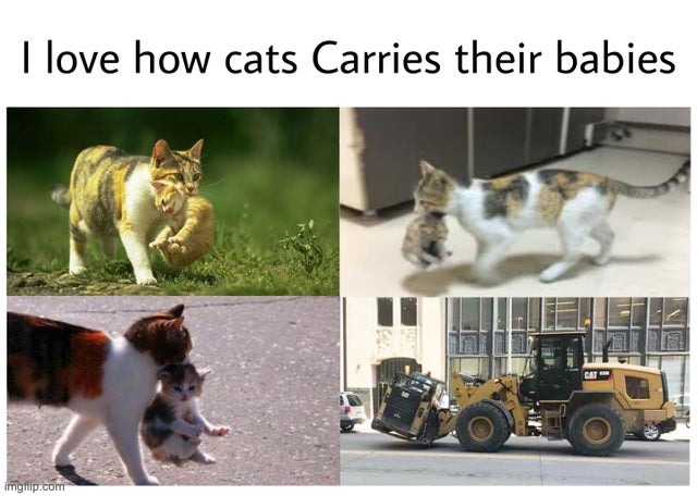 Cat | image tagged in lol | made w/ Imgflip meme maker