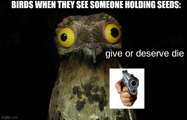 bird | BIRDS WHEN THEY SEE SOMEONE HOLDING SEEDS:; give or deserve die | image tagged in seeds,angry birb | made w/ Imgflip meme maker
