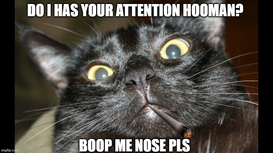 DO I HAS YOUR ATTENTION HOOMAN? BOOP ME NOSE PLS | image tagged in cats | made w/ Imgflip meme maker