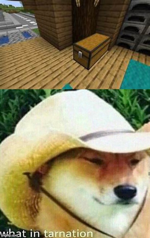What the hell | image tagged in what in tarnation dog,memes,funny,minecraft,gaming,cursed image | made w/ Imgflip meme maker