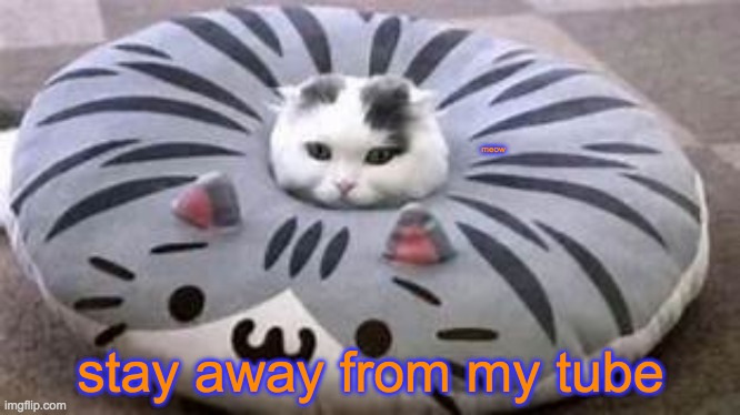 this is pretty cute | meow; stay away from my tube | image tagged in cat | made w/ Imgflip meme maker