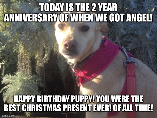 2 years of Angel | TODAY IS THE 2 YEAR ANNIVERSARY OF WHEN WE GOT ANGEL! HAPPY BIRTHDAY PUPPY! YOU WERE THE BEST CHRISTMAS PRESENT EVER! OF ALL TIME! | image tagged in angel,puppy,dog,doggo,2 year,anniversary | made w/ Imgflip meme maker