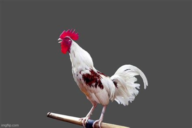 chicken | image tagged in chicken | made w/ Imgflip meme maker