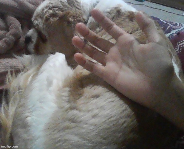 hand reveal for originally 60 but now i have 70......hand reveal +dog for those who havent seen him -_- | made w/ Imgflip meme maker