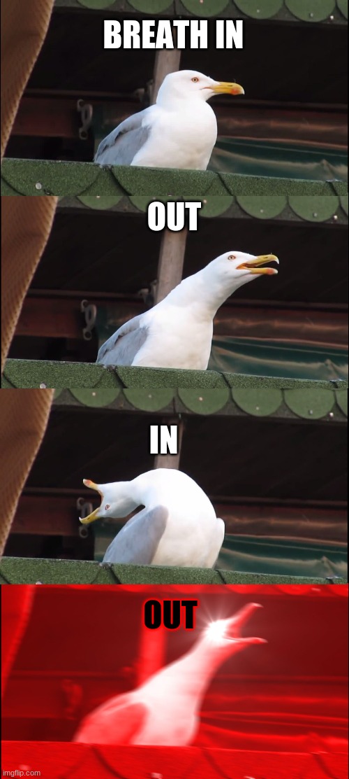 heres how you Breath | BREATH IN; OUT; IN; OUT | image tagged in memes,inhaling seagull | made w/ Imgflip meme maker