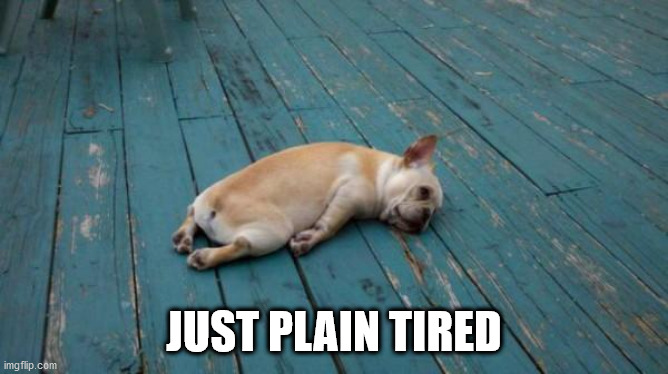 tired dog | JUST PLAIN TIRED | image tagged in tired dog | made w/ Imgflip meme maker