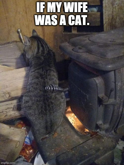 cat stove | IF MY WIFE WAS A CAT. | image tagged in cats | made w/ Imgflip meme maker