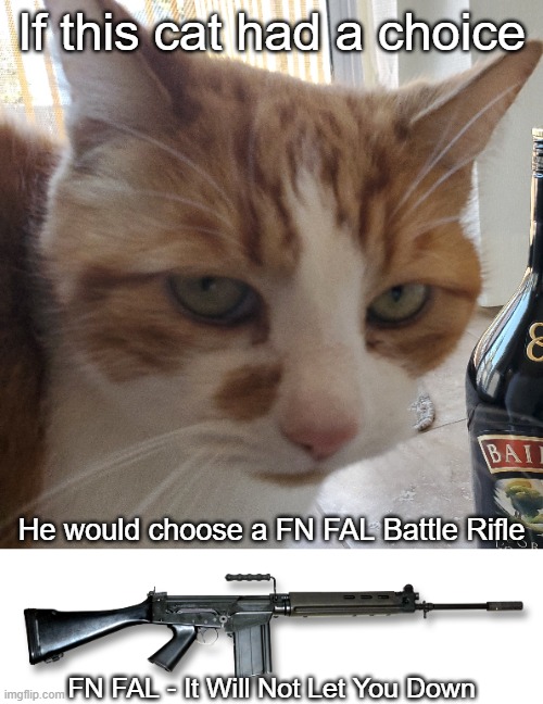 FN is still better. | If this cat had a choice; He would choose a FN FAL Battle Rifle; FN FAL - It Will Not Let You Down | image tagged in cat,rifle | made w/ Imgflip meme maker