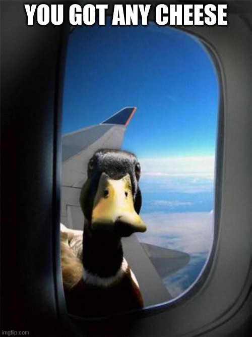 Airplane Duck |  YOU GOT ANY CHEESE | image tagged in airplane duck | made w/ Imgflip meme maker