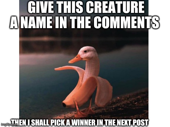 whats his name | GIVE THIS CREATURE A NAME IN THE COMMENTS; THEN I SHALL PICK A WINNER IN THE NEXT POST | image tagged in vote on it | made w/ Imgflip meme maker