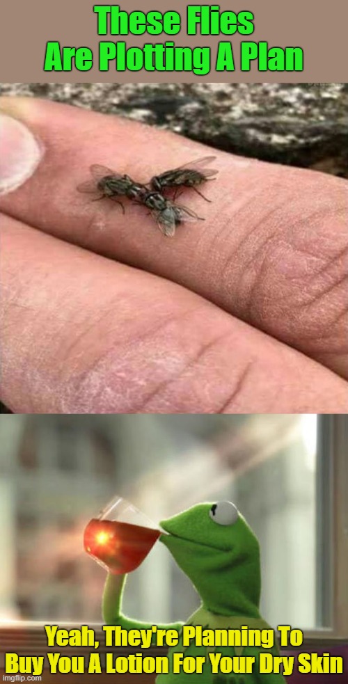 Is It, Or Is It Not Your Business? (◑.◑) |  These Flies Are Plotting A Plan; Yeah, They're Planning To Buy You A Lotion For Your Dry Skin | image tagged in memes,but that's none of my business neutral,dry skin,lotion,flies,plotting | made w/ Imgflip meme maker