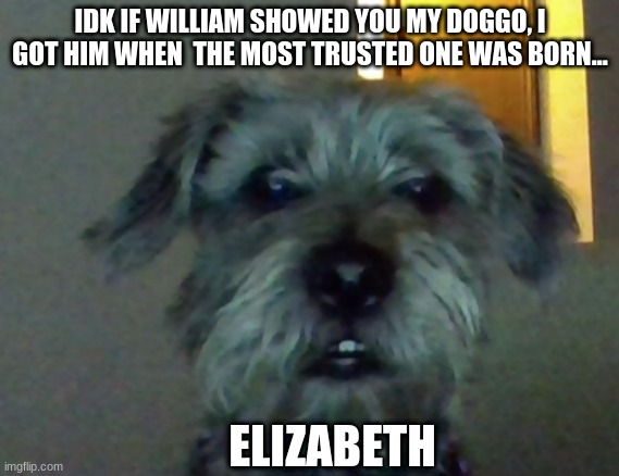 My doggo | IDK IF WILLIAM SHOWED YOU MY DOGGO, I GOT HIM WHEN  THE MOST TRUSTED ONE WAS BORN... ELIZABETH | image tagged in fnaf | made w/ Imgflip meme maker