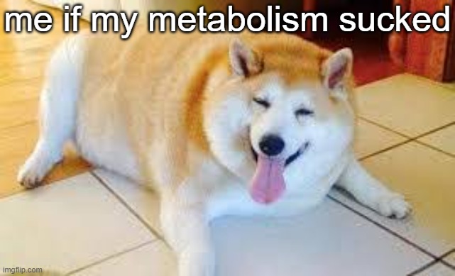 it's thicc time | me if my metabolism sucked | image tagged in thicc doggo | made w/ Imgflip meme maker