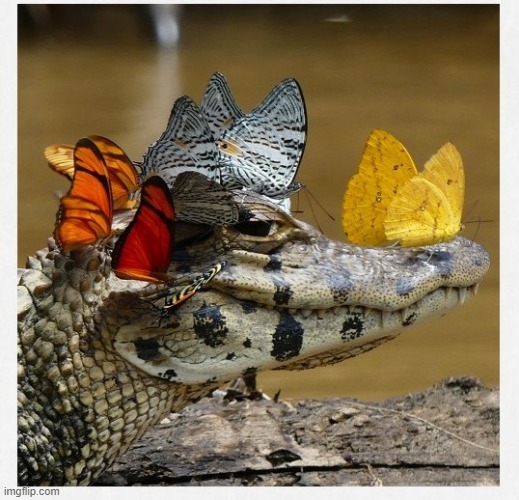 Alligator with Butterflies | image tagged in alligator with butterflies | made w/ Imgflip meme maker