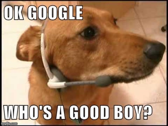 Ok google, | image tagged in memes,dogs,funny,meme,dog memes | made w/ Imgflip meme maker