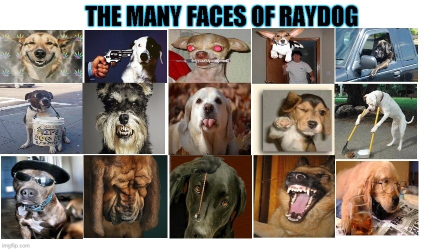 There's a lot more faces nowadays... | image tagged in raydog,memes,dogs,animals | made w/ Imgflip meme maker