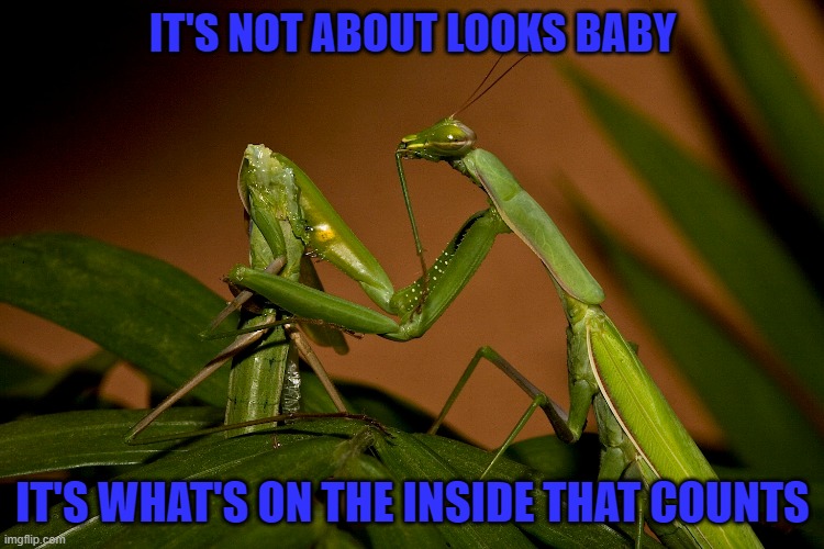The Praying Mantis love life can be pretty rough... | IT'S NOT ABOUT LOOKS BABY; IT'S WHAT'S ON THE INSIDE THAT COUNTS | image tagged in praying mantis,memes,insects,funny,mantis | made w/ Imgflip meme maker