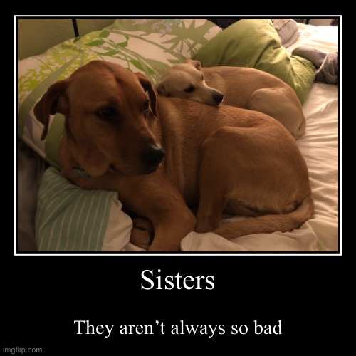 Sister Snuggles | image tagged in funny,demotivationals,dogs,sisters,snuggle,cute | made w/ Imgflip demotivational maker