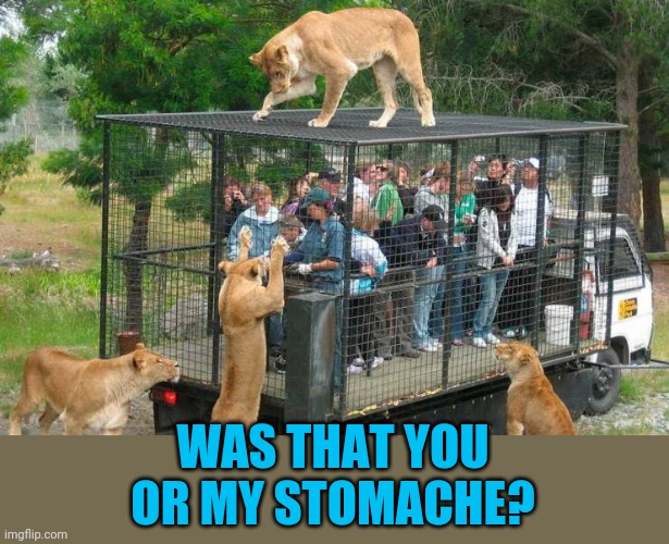 Boxed lunch | WAS THAT YOU OR MY STOMACHE? | image tagged in kitty kitty | made w/ Imgflip meme maker